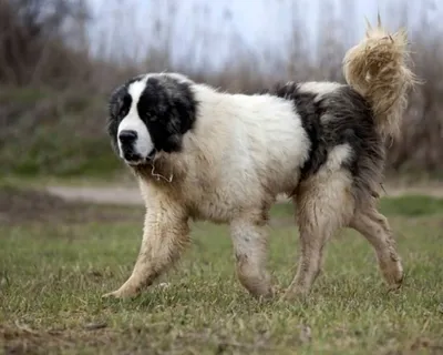 Картинки собаки породы Буковинская овчарка с длинными ушами