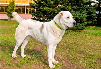 Собака-охранник: фото Буковинской овчарки в действии