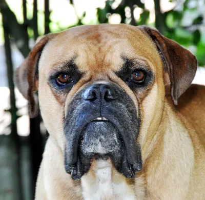 Собака породы бульдог кампейро: качественное изображение