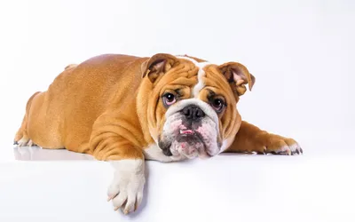 Собака породы бульдог кампейро: фото для рекламных баннеров