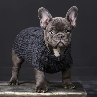 Собака породы бульдог кампейро: фото для использования на сайтах о животных