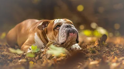 Собака породы бульдог кампейро: фото для использования на сайтах о породах собак