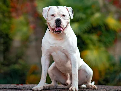 Изображения собаки бульдог Кампейро в высоком разрешении