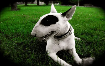 Изображения бультерьеров: собаки для любителей красивых фото и видео