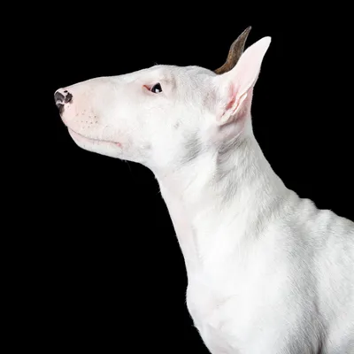 Собачьи фотографии: бультерьеры во всей красе