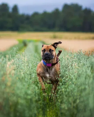 Собака Бурбуль на картинках – это настоящая радость для глаз
