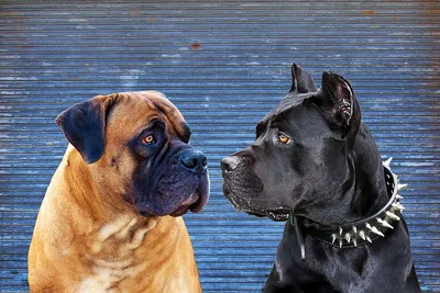 Красивые фотографии собаки Бурбуль на любой вкус
