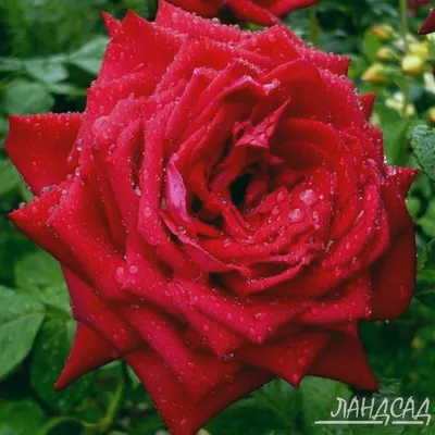 Розовый шедевр: Бургунд роза во всей красе