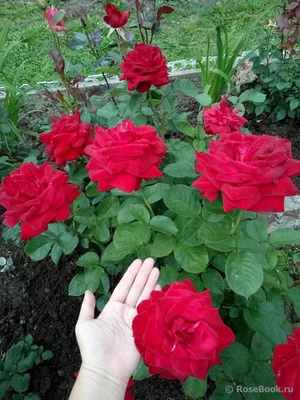 Искусство природы: Удивительная красота Бургунд розы