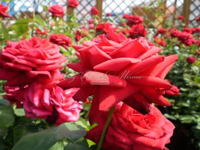 Розовое наслаждение: Фото-картинка Бургунд розы для оформления