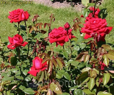 Бургунд роза во всей красе: Фотография прекрасного цветка