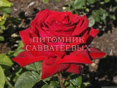 Роза, восхищающая сердца: Фотка Бургунд розы высокого разрешения