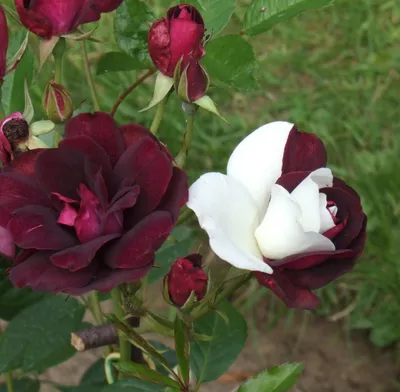 Воплощение идеала: Удивительное изображение Бургунд розы