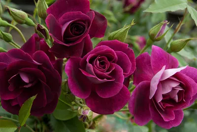 Великолепие природы: Фото Бургунд розы в формате webp
