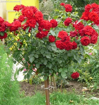 Красота сада: Бургунд роза на картинке