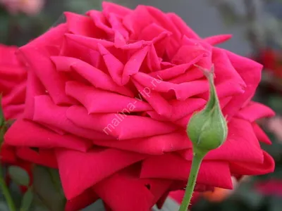 Величественное растение: Фотография Бургунд розы для скачивания
