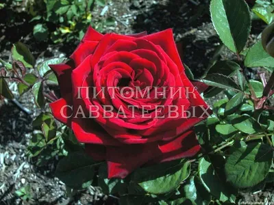 Изысканный символ любви: Фото Бургунд розы для восхищения