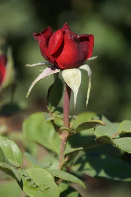 Прекрасный момент: Изображение Бургунд розы с превосходным качеством