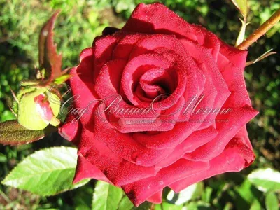 Восхитительная природа: Фотография Бургунд розы для эстетов