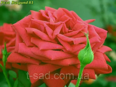 Прекрасная роза: Фотка Бургунд розы, олицетворение изысканности