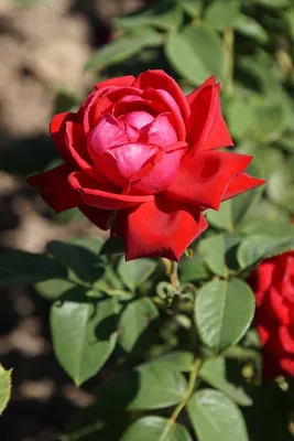 Волшебные краски: Удивительная картинка Бургунд розы
