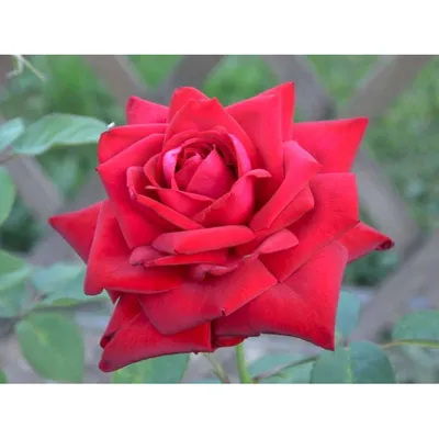 Интригующая красота: Изображение Бургунд розы для загрузки