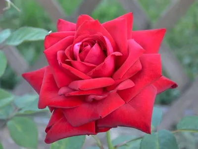 Цветочный великолепие: Уникальное изображение Бургунд розы