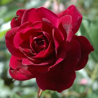 Розовый рай: Фотка-картинка Бургунд розы для оформления