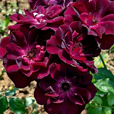 Нежный цветок: Бургунд роза на лучших фото