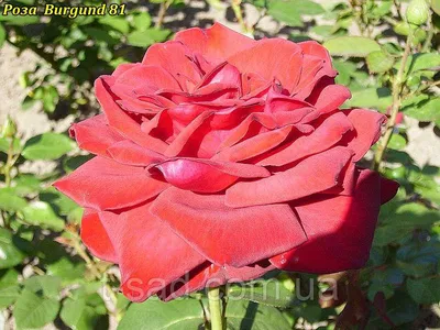 Идеальная гармония: Фотография прекрасной Бургунд розы