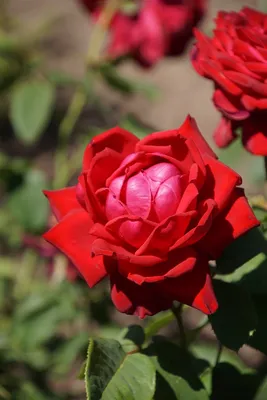 Бургунд роза в лучшем виде: Фотка высокого разрешения