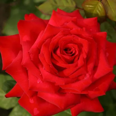Роза, вдохновляющая сердца: Изображение Бургунд розы с потрясающей детализацией