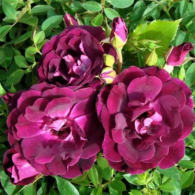 Волшебство природы: Фотография Бургунд розы в формате webp