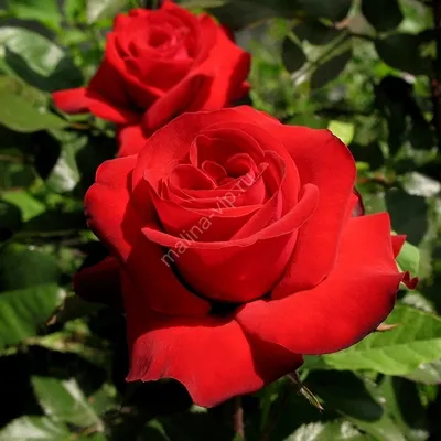 Воплощение элегантности: Фотография прекрасной Бургунд розы