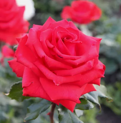 Величественное дарование природы: Фото Бургунд розы с высоким разрешением