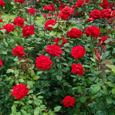 Пленительное присутствие: Бургунд роза на фото с png форматом