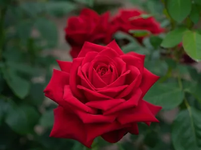 Пленительная картина природы: Бургунд роза на фото