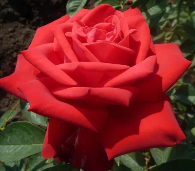 Идеальное растение: Фотка Бургунд розы превосходного качества