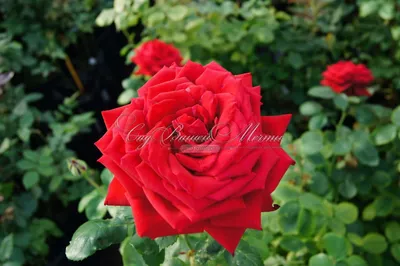 Волшебство красок: Бургунд роза в формате jpg