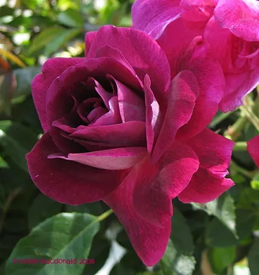 Величественная красота: Изображение Бургунд розы для загрузки