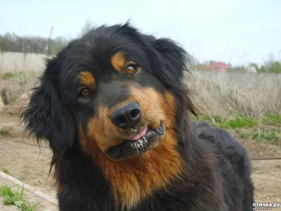 Идеальное сочетание силы и красоты: фото собаки породы бурят-монгольский волкодав