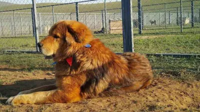 Бурят-монгольский волкодав: фото и требования к здоровью собаки
