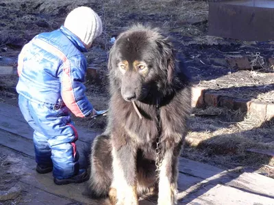 Бурят-монгольский волкодав: фото и требования к общению со смежными породами