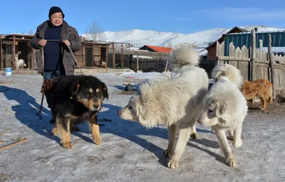 Бурят-монгольский волкодав: фото и требования к содержанию в квартире