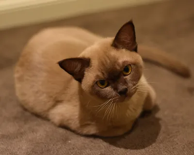 Фото кошек породы Бурма: выберите свой размер