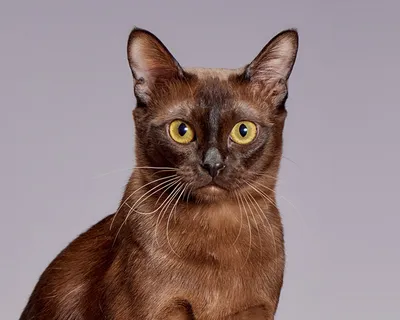 Познакомьтесь с породой кошек Бурма на фото