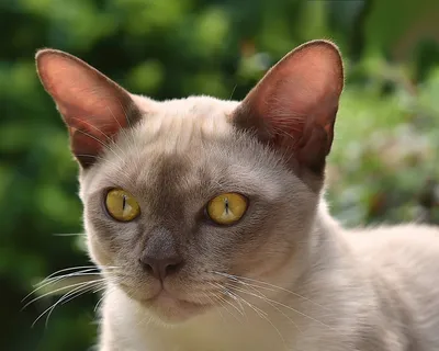 Бурма: фото породы кошек в высоком разрешении