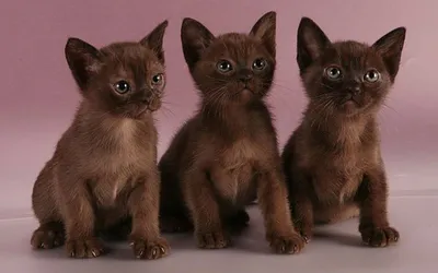 Фотографии Бурманских кошек: узнайте больше о породе