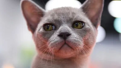 Красивые изображения породы кошек Бурма