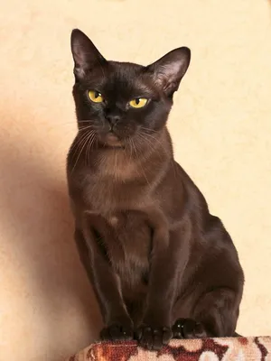 Наслаждайтесь красотой породы кошек Бурма на фото